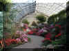 ChihulyGarfieldP1-P1010017.JPG (998530 bytes)