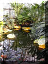 ChihulyGarfieldP1-P1010019.JPG (383270 bytes)