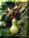 ChihulyGarfieldP1-P1010037.JPG (405703 bytes)