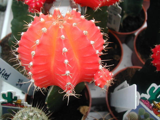 P1010019
