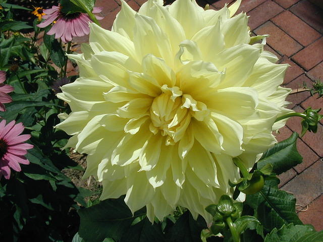 P7250052