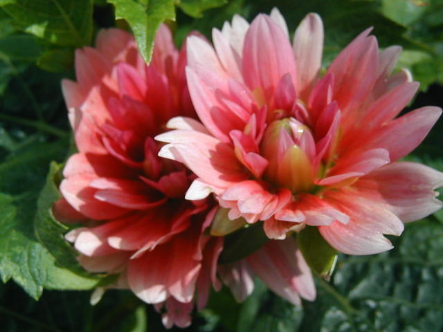 P7250056