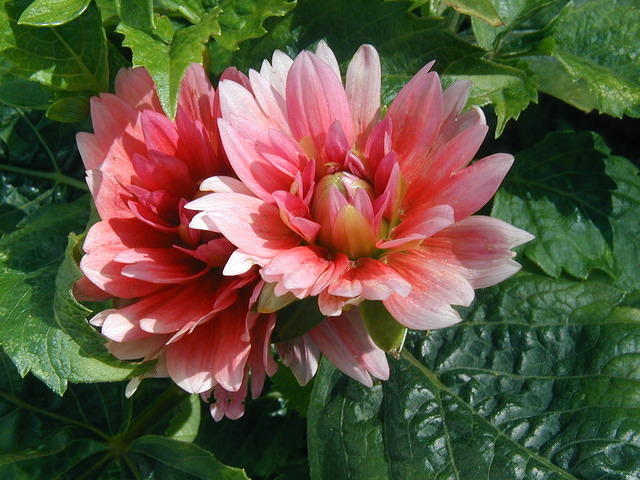 P7250057