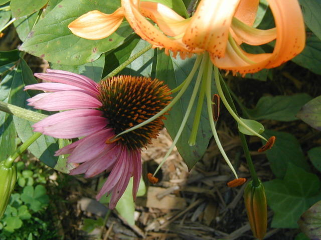 P7250062