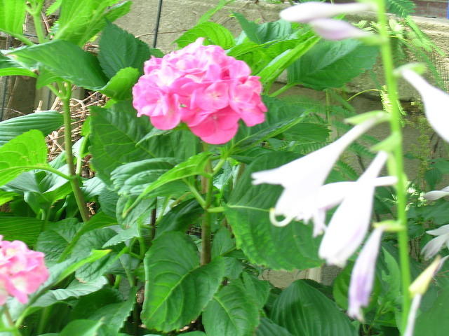DSCN0392