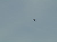 DSCN0966